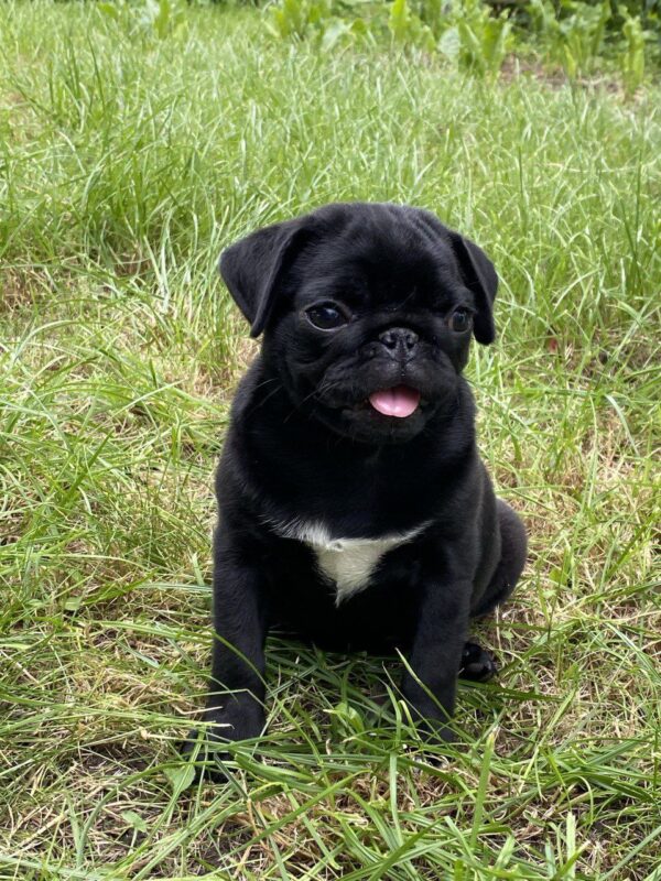 Taria Pug