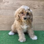 Teo Cavapoo