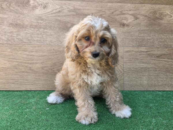 Teddy Cavapoo