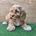 Teddy-male-cavapoo-puppy-for-sale- (2)