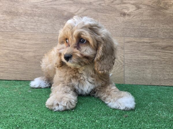 Teddy Cavapoo