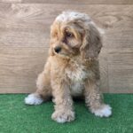 Teddy-male-cavapoo-puppy-for-sale- (3)