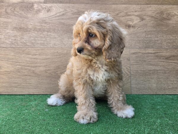 Teddy Cavapoo