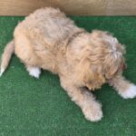 Teddy-male-cavapoo-puppy-for-sale- (4)
