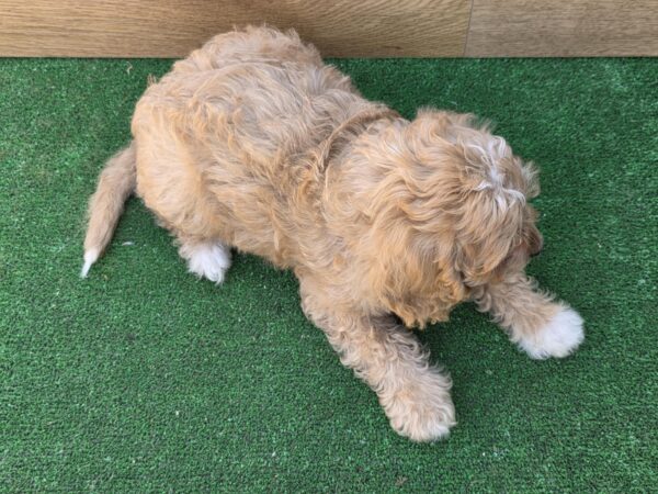 Teddy Cavapoo