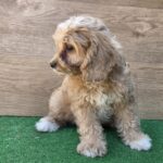 Teddy-male-cavapoo-puppy-for-sale- (5)