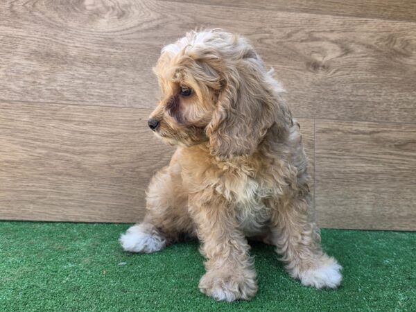 Teddy Cavapoo
