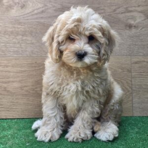 Teo Cavapoo