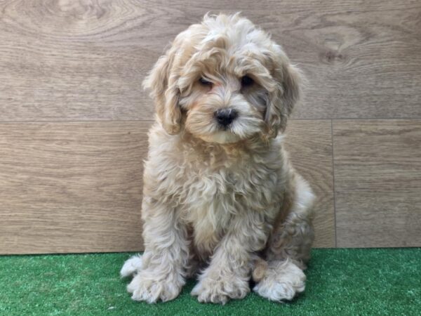 Teo Cavapoo