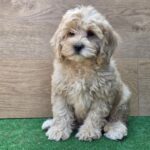 Teo-male-cavapoo-puppy-for-sale- (2)