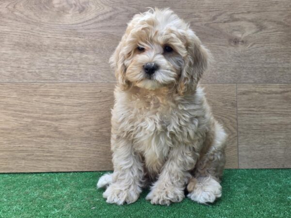 Teo Cavapoo