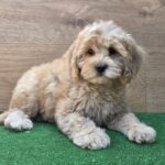 Teo-male-cavapoo-puppy-for-sale- (3)
