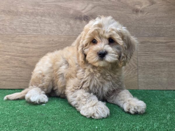 Teo Cavapoo