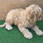 Teo-male-cavapoo-puppy-for-sale- (4)