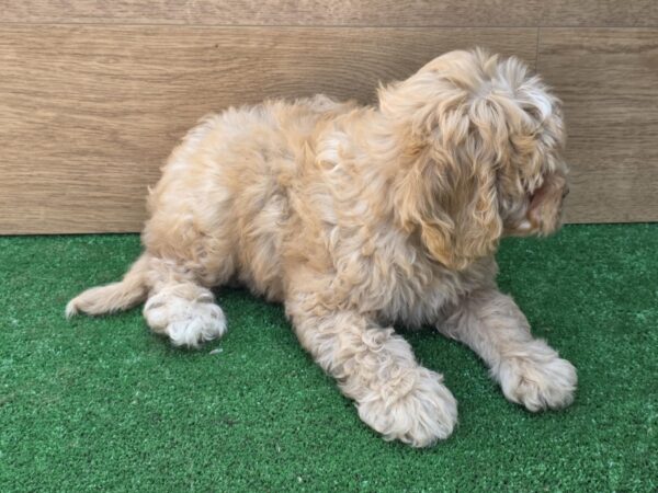 Teo Cavapoo