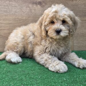 Teo Cavapoo