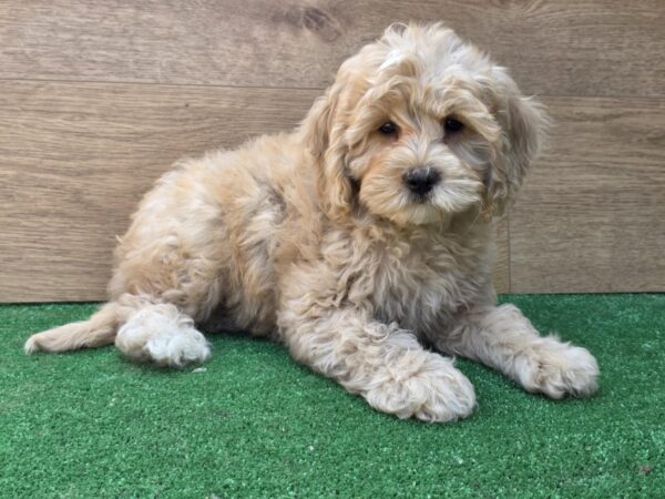 Teo Cavapoo