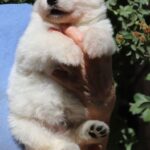Turquoise-male-white-swiss-shepherd-puppy-for-sale- (1)