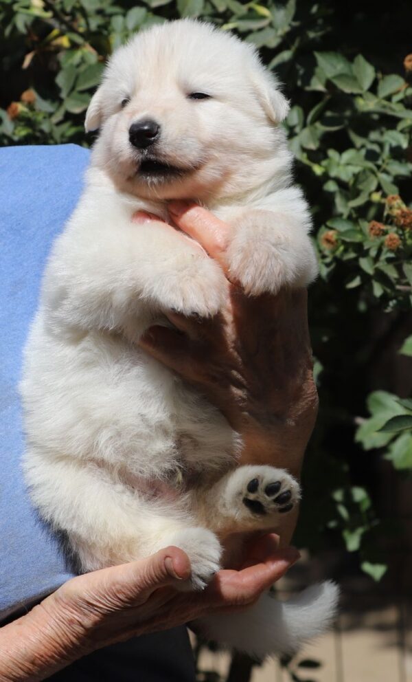 Turquoise White Swiss Shepherd