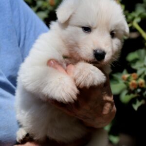 Turquoise White Swiss Shepherd