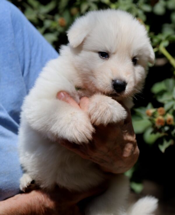 Turquoise White Swiss Shepherd