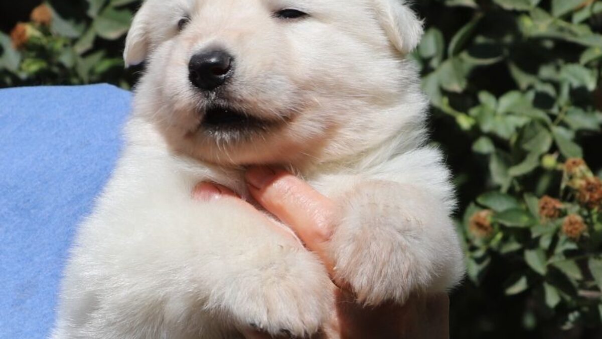 Animal Rescue White Paws German Shepherd Puppies Kennel White Paws