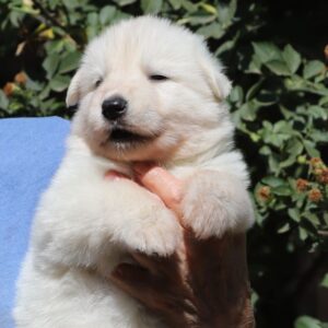 Turquoise White Swiss Shepherd