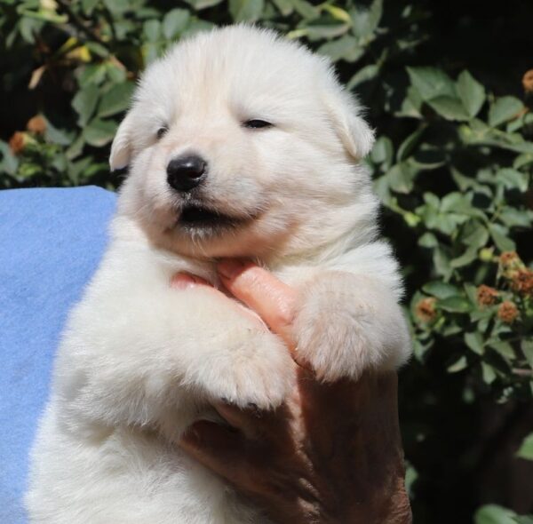 Turquoise White Swiss Shepherd