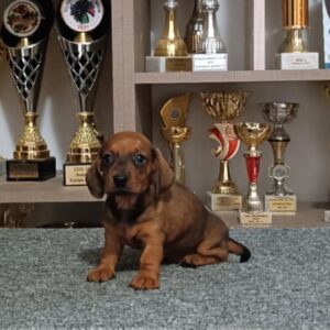 Vaga Miniature Dachshund