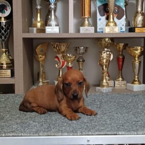 Valli Miniature Dachshund