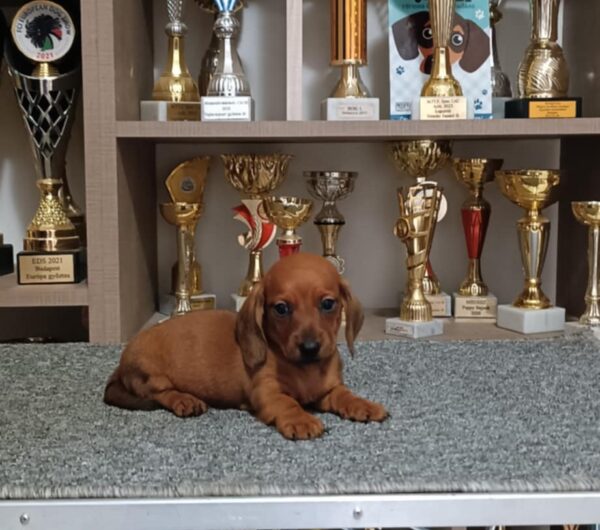Valli Miniature Dachshund