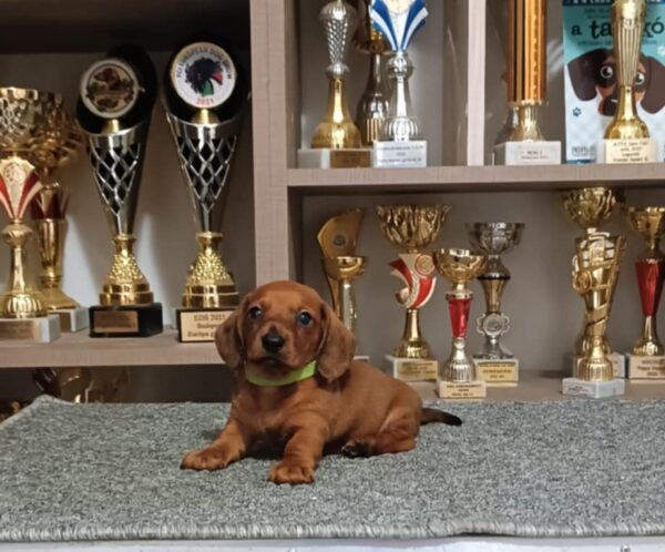 Valli Miniature Dachshund
