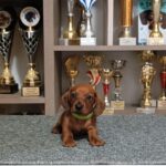 Valli-male-miniature-dachshund-puppy-for-sale-1 (4)