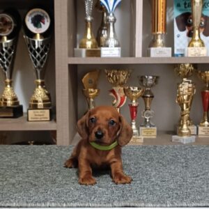 Valet Miniature Dachshund