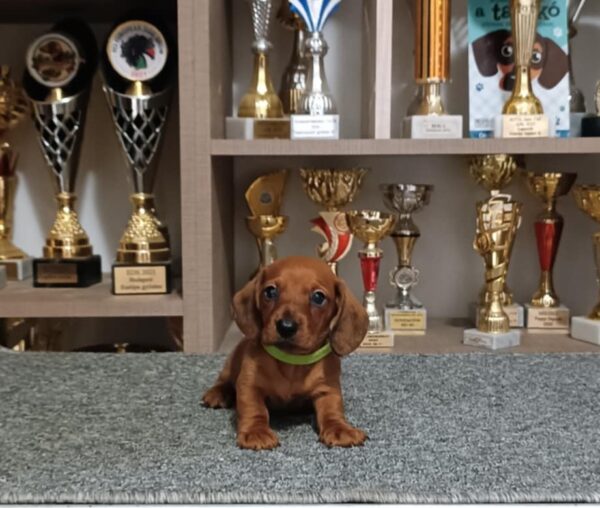 Valli Miniature Dachshund