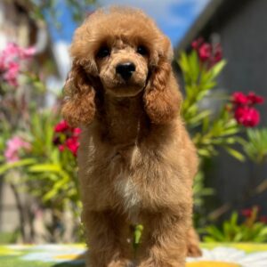 Vega Miniature Poodle