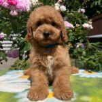 Vega-male-miniature-poodle-puppy-for-sale- (1)
