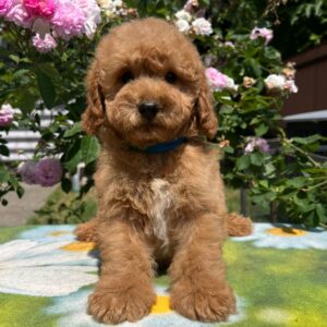 Vega Miniature Poodle