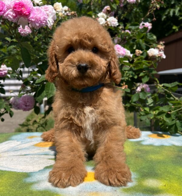 Vega Miniature Poodle