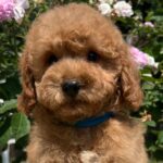 Vega-male-miniature-poodle-puppy-for-sale- (2)