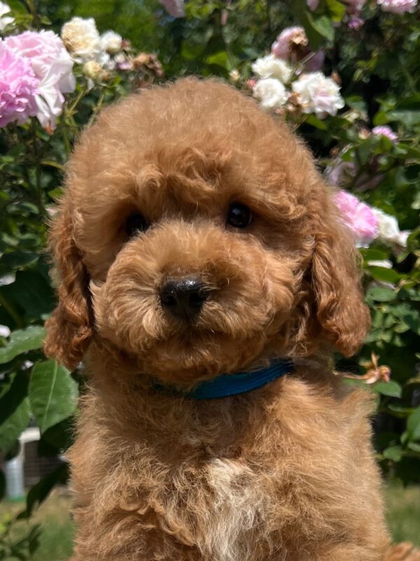 Vega Miniature Poodle