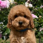 Vega-male-miniature-poodle-puppy-for-sale- (3)