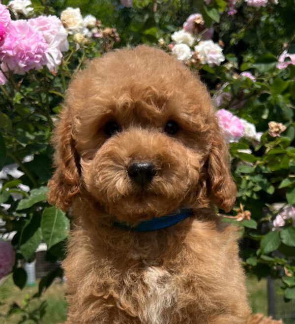 Vega Miniature Poodle
