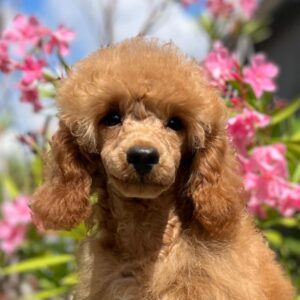 Vega Miniature Poodle