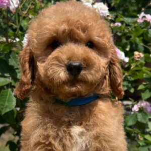 Vega Miniature Poodle