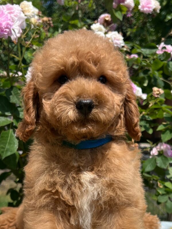 Vega Miniature Poodle