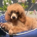 Vega-miniature-poodle-puppy-for-sale- (1)