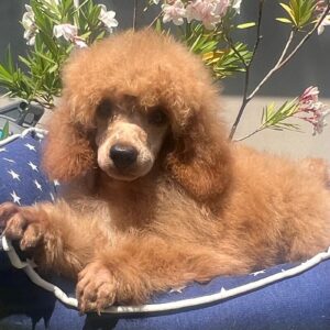 Vega Miniature Poodle