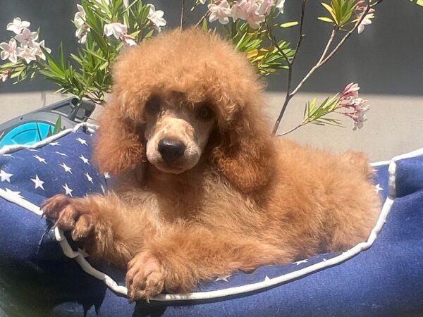 Vega Miniature Poodle