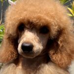 Vega-miniature-poodle-puppy-for-sale- (2)